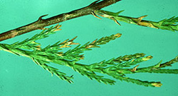 Needle Blight